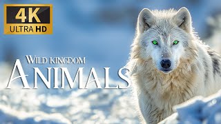 Wild Of Kingdom Animals 4K 🐾 Discovery Умиротворяющая Расслабляющая Музыка, Природа И Настоящий Звук