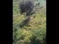 La volpe a SOLINIO murgia park Video La volpe a SOLINIO murgia park Video