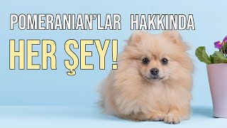 Pomeranian (Pomeryan) hakkında bilmeniz gereken her şey!