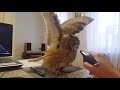 Owl Takes Bath With Spray Bottle
