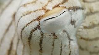 Pajama Squid Movie