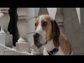 Underdog Movie - Part 5 Dog Scene In Tamil