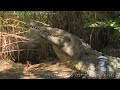 Predators vs Alligator Hatchlings 0301 - Crocodilians - Dangerous Animals