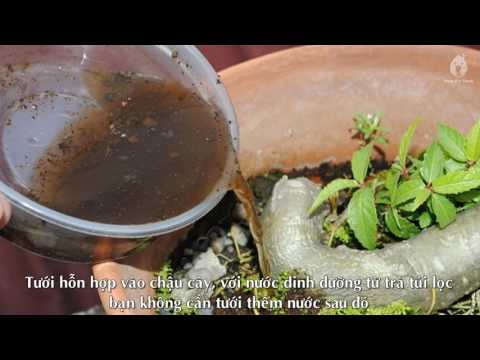 Cách làm trà chanh bằng trà túi lọc