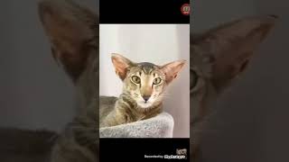 Şirince Videolar Ses Efekti