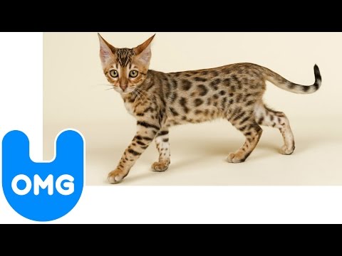 $22000 Cat. Feb 16, 2009 10:15 AM. Meet the world's most expensive breed of 