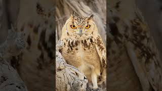 Did You Know What Is The Speciality Of Owls Eyes?