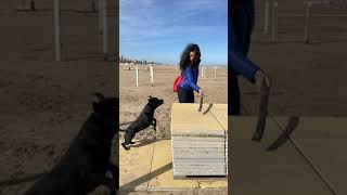 Staffy Jump