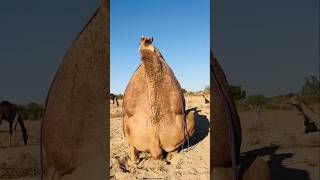 Camel Mating Sad Video