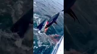 You Never Win Against A Mako Shark