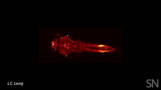 Zebrafish brains display REM-like sleep | Science News