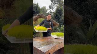 Traditional Maltose Making Ancient Homemade Sweet