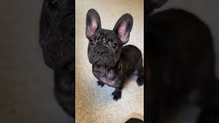 Frenchie Pup Battles Severe Demodex Mange That Leaves Her Skin Red, Raw, & Itchy Story Below