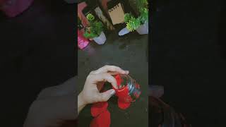 Beautiful Rose
