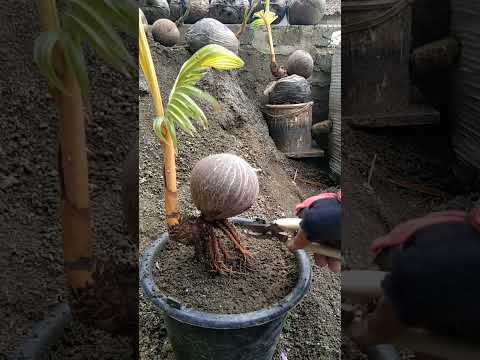 Belajar membuat bonsai kelapa🙏