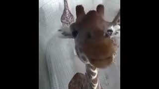 This Giraffe Just Wanted Some Screen Time