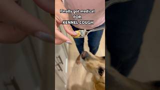 Kennel Cough Is Real.