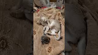Bibigon Singapura Cattery
