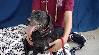 A5289634 Prince Beaglepatterdale Terrier