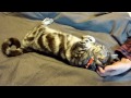 パパの撫で撫で好きな猫 　Cat likes Papa's massage.