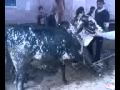 QURBANI 2009 (Kasai ke dorain).3gp