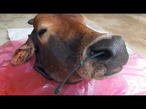 masak 1 kepala sapi utuh cara orang desa yang unik