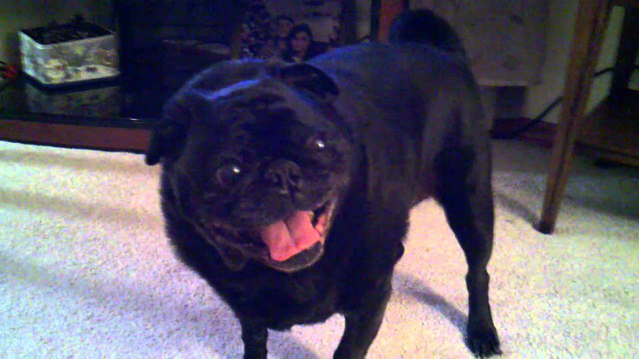 angry pugs angry pug from hell angry pugs angry pug from hell