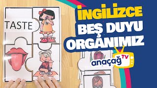 BEŞ DUYU ORGANIMIZ / İngilizce dersi / ANAÇAĞ TV