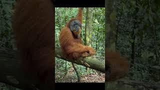 Male Orangutan Sitting On Log.