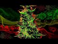 ragga