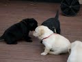 Pups Playing on Deck