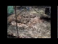 image Bringing Home My Free Ranging Chickens