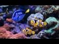 Underwater World 🐠 4K Nature Timelapse 6 | Relaxing Music | Meditation Music #relaxing #music