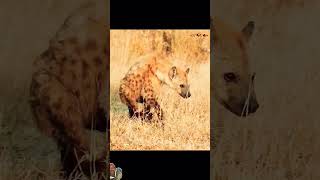 Why Did The Hyena Act Like This?