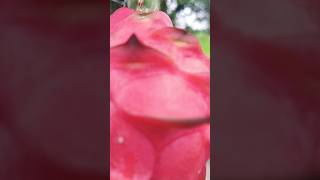 Red Dragon Fruit, Lal Wala Dragon Fruit