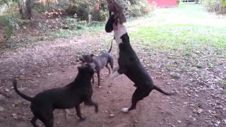 Spring Pole For Bully Breeds