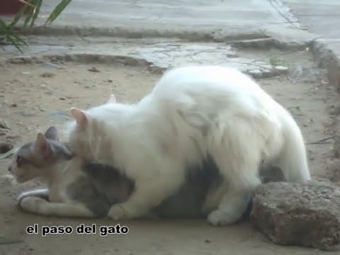 MPG SEXO mpg sexo: