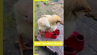 লল জতRed Shoes