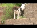 Adorable German Shorthair Pointers Love to Climb - Puppy Love