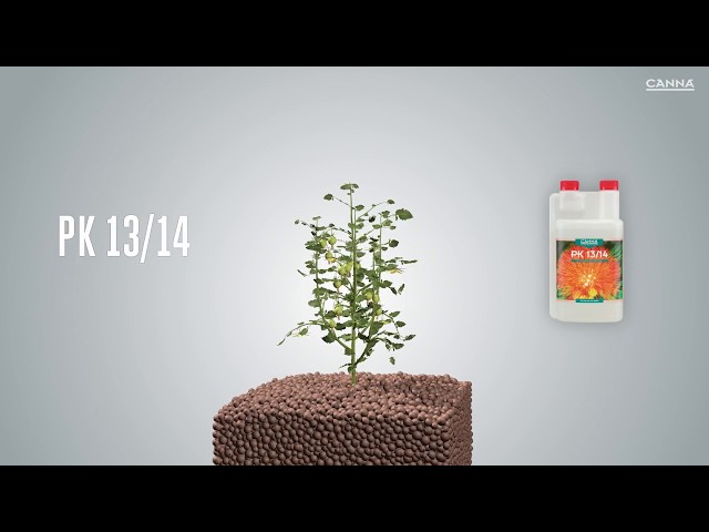Watch CANNA PK 13/14 // Fase Floración // Video Infografía en 3D on YouTube.