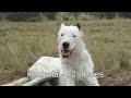 Caza del Jabali con perros y cuchillo - costa del Rio Negro