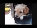 puppy in the mailbox.