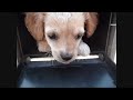 puppy in the mailbox.
