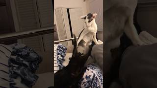 I Dare You To Lick My Belly