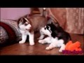 Husky puppies fighting over toy,and then comes mama husky and...