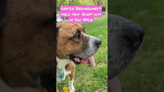 Gentle Beauregards Day Trip. Available At The Sacramento Spca For Adoption.