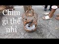 CHỢ CHIM CẢNH THÚ HOANG NÀY QUÁ NHIỀU CHIM ĐẸP RẺ NHẤT VIỆT NAM LUÔN CHỢ BỜ SÔNG LẠNG SƠN