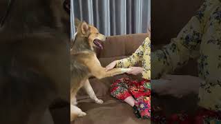 Kwan Just Wants A Mage But Toto Only Wants To Play Funny Dog Moments