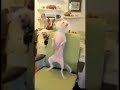 Watch: Forró Dancer Dog Forró Dancer Dog