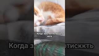 Мой Кот #Пов #Хочуврекомендации #Хочуврек #Хочувреки